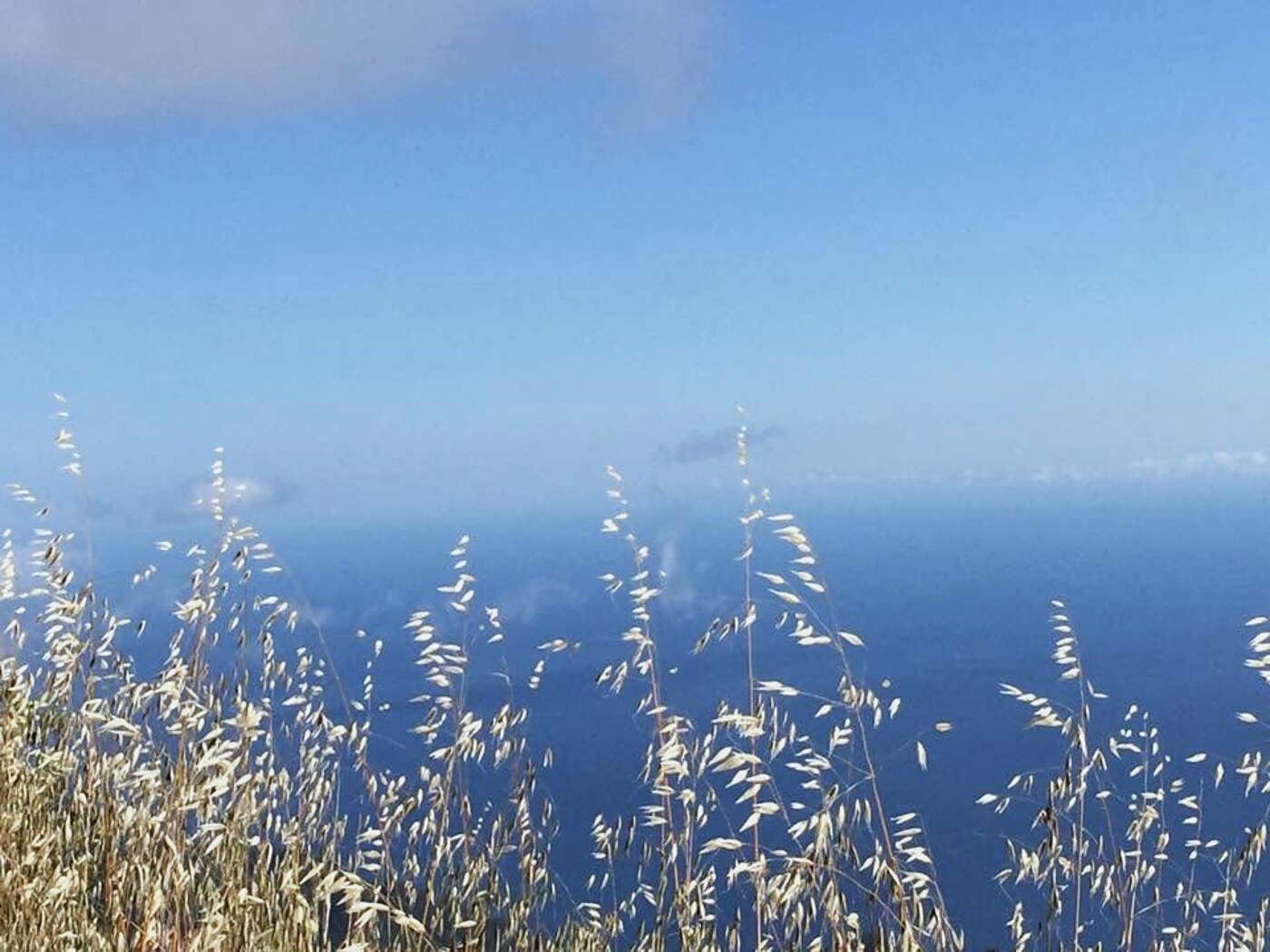 Wild grasses against the ocean